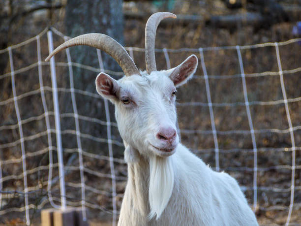 istock long horns looking at camera goat portrait 1308762001