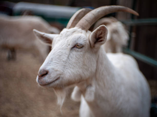 istock smile profile goat portrait (Rebecca) 1308762034