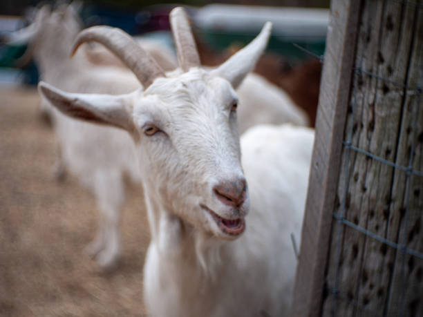 istock surprise happy goat portrait (Rebecca) 1308762036