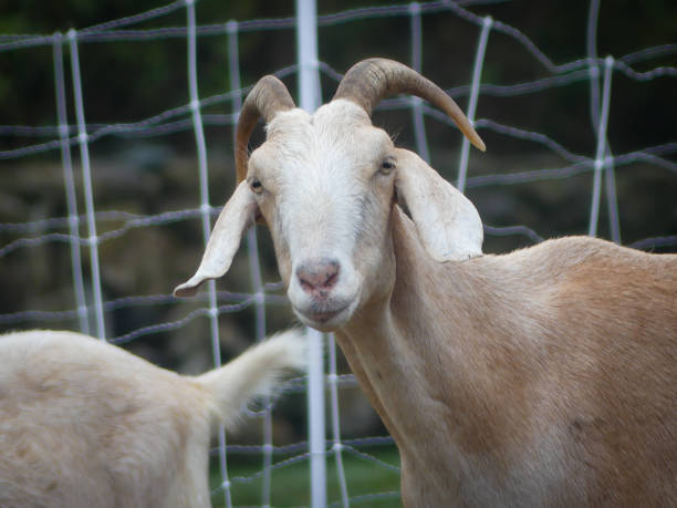 istock cream buff boy goat portrait (Tui) 1308762059