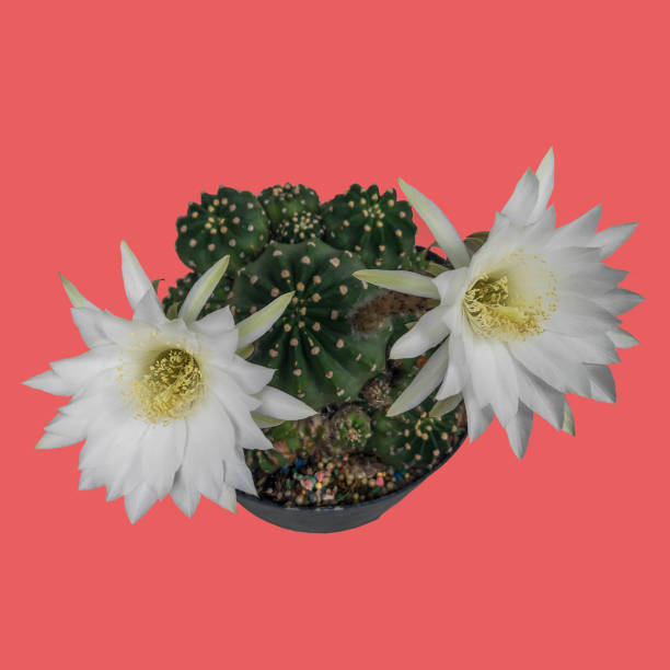 istock white flowering caactus lobivia, little pot on isolated pink background. 1308764070