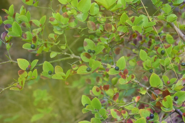 istock Wiled fruits in a plant in forest with blur effect background 1308764113