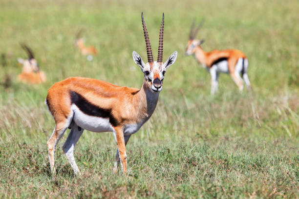 istock Thomson's gazelles 1308765274