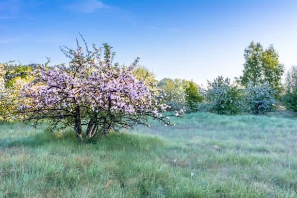 Blossoming fruit trees during springtime in South Limburg, Netherlands. Southern Limburg has long been one of The Netherland's main fruit-growing areas.