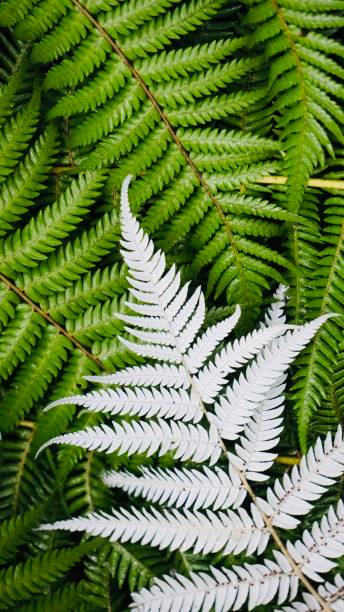 fougère argentée de nouvelle-zélande - silver fern photos et images de collection