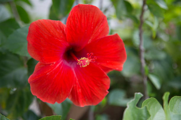 istock Closeup of red Hibiscus 1308767900