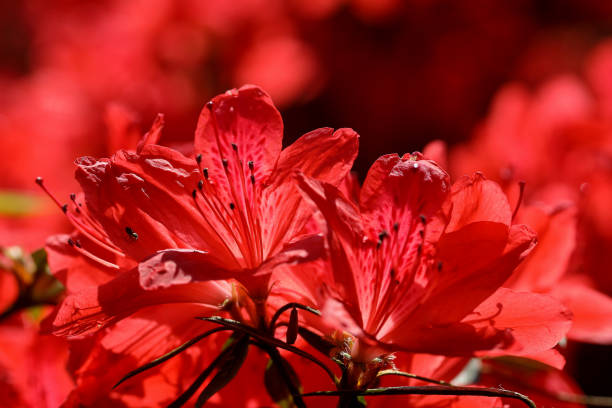 istock Beautiful azalea flower 1308768555