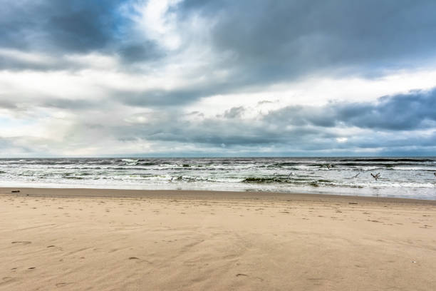 istock Seaguls over beach, landscape with panoramic sea view 1308769506
