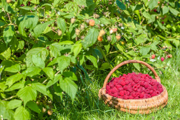 istock Fresh raspberries basket, raspberry bushes in the garden, autumn 1308770221