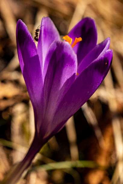 istock Crocus plant in the forest, close up 1308770302