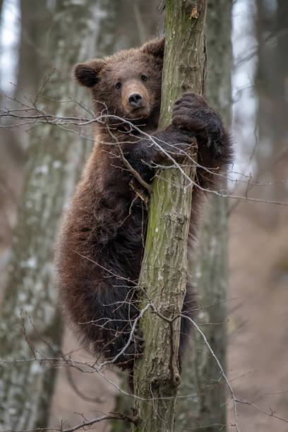 istock Bear cub clings to the side of the tree 1308770911