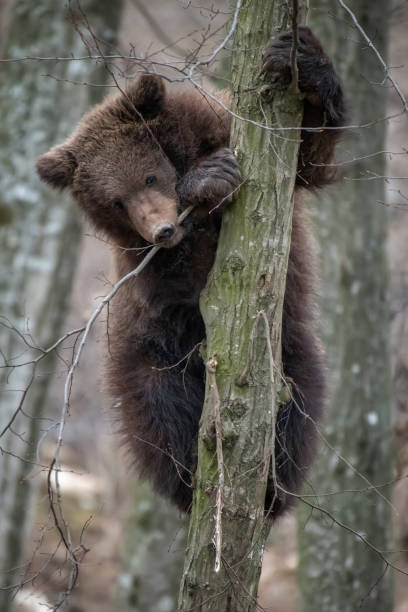 istock Bear cub clings to the side of the tree 1308770916