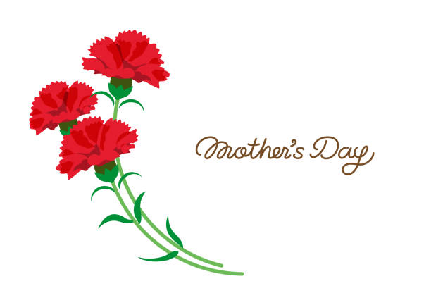 ilustrações de stock, clip art, desenhos animados e ícones de carnation illustration and mother's day english logo - caryophyllaceae