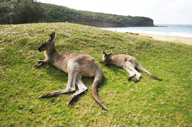 canguru relaxado - wallaby kangaroo australian culture australia - fotografias e filmes do acervo