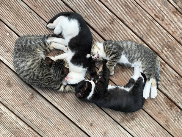 Cats seen on the way are sleeping.