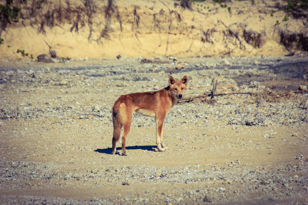 Wild dog strolling around