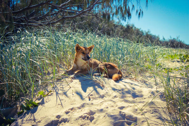 Dingo enjoying shade on fraser island