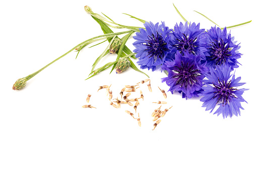 Collected dry small cornflower flower seeds and blue inflorescences on an isolated white background.