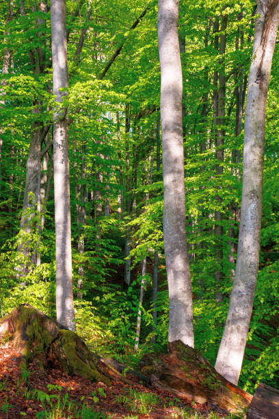 istock beech trees with fresh green foliage in sunlight 1308779170