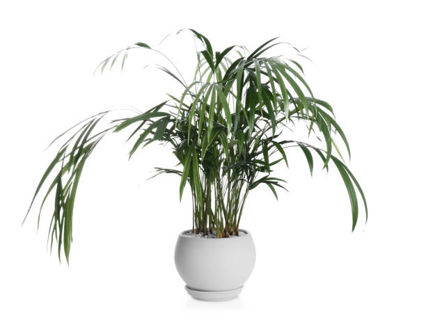 istock Beautiful exotic house plant isolated on white 1308780786