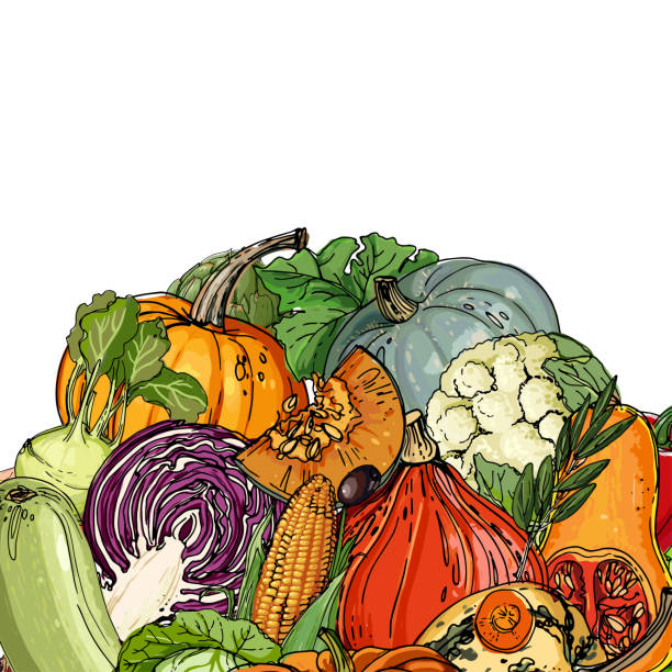 야채. 신선한 음식. 사탕무, 무, 당근, 양파, 마늘, 흰 배경에 그려진 감자 라인. 벡터 그림입니다. - brussels sprout stock illustrations