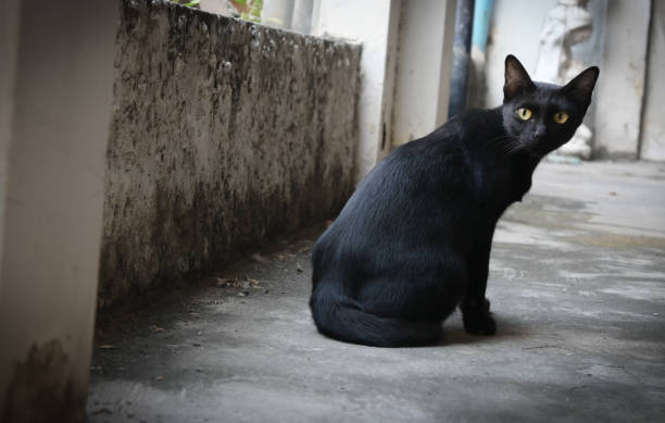 istock Stray Black Cats are waiting for food 1308782822