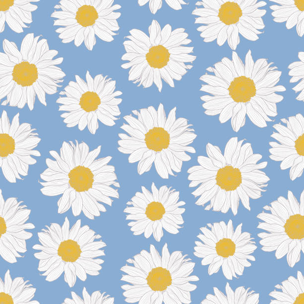 illustrations, cliparts, dessins animés et icônes de modèle sans couture de vecteur des fleurs jaunes et blanches de camomille sur le fond bleu clair - blue chamomile