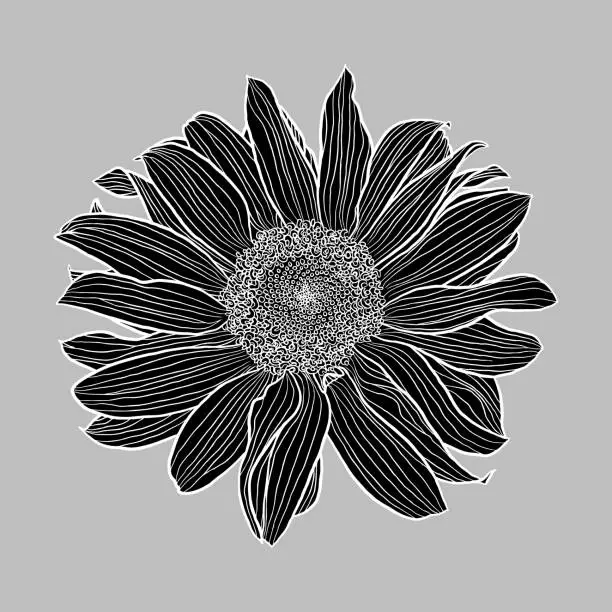 Vector illustration of Sunflower flower black silhouette and white linear drawing on grey background