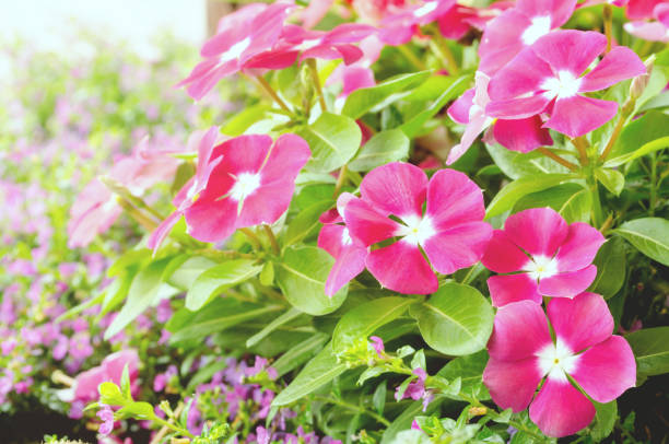 Soft focus of  Pink periwinkle flower with sunray in garden stock photo