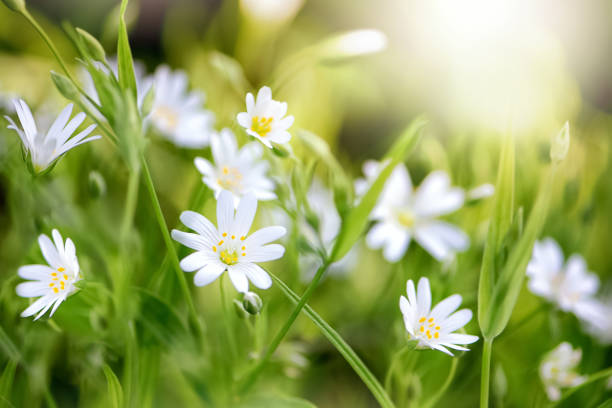 istock White Stellaria wildflowers in spring forest 1308784977