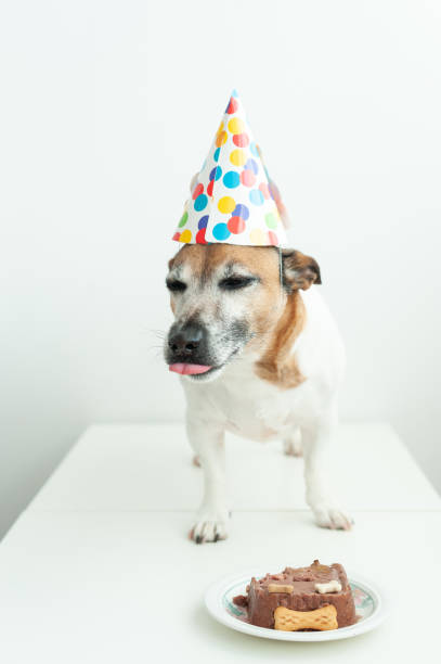 istock Dog having a birthday party 1308786071