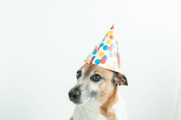 istock Dog having a birthday party 1308786073