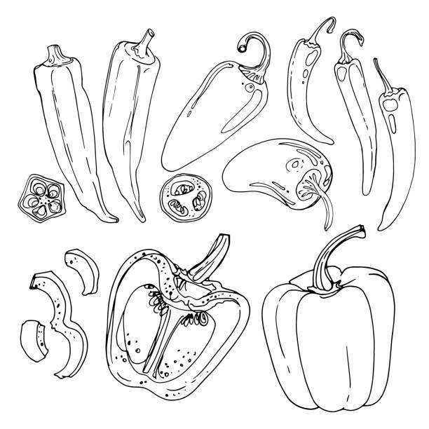 오크라, 할라페노 페퍼, 고추, 파프리카가 흰색 배경에 선을 그렸습니다. 음식의 스케치. 향신료의 벡터 드로잉 - brussels sprout stock illustrations