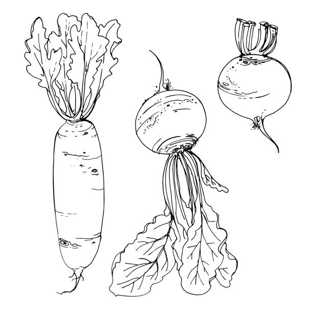 다이콘 무, 흰 배경에 선으로 그려진 사탕무. 음식의 스케치. 벡터 드로잉 - brussels sprout stock illustrations