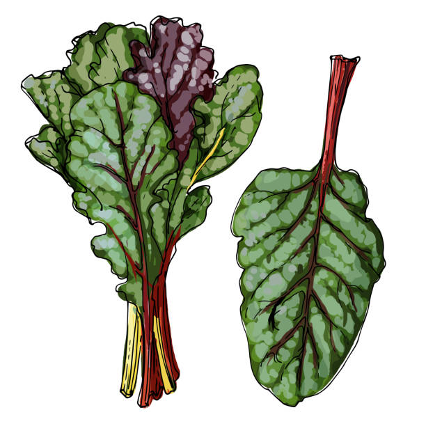 스위스 차드. 흰색 배경에 선에 의해 그려진 녹색. 음식의 스케치. 향신료의 벡터 드로잉 - brussels sprout stock illustrations