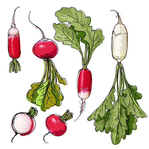 frühstück rettich. radish gemalt mit einer linie auf weißem hintergrund. eine skizze von lebensmitteln. vektorzeichnung von gewürzen - turnip leaf vegetable green freshness stock-grafiken, -clipart, -cartoons und -symbole