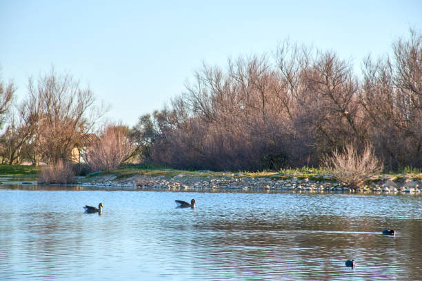 istock Ducks, geese swimming in a lagoon 1308786624