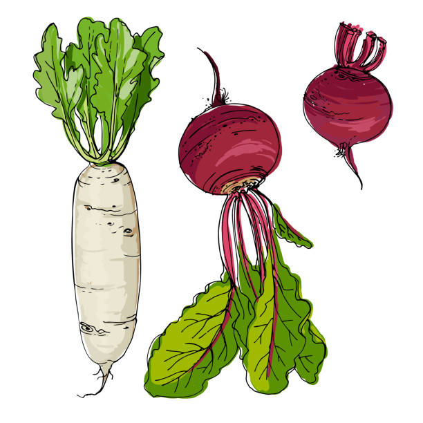 다이콘 무, 흰 배경에 선으로 그려진 사탕무. 음식의 스케치. 벡터 드로잉 - brussels sprout stock illustrations