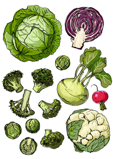 야채 세트. 신선한 음식. 양배추, 블록리, 콜라비, 콜리플라워, 브뤼셀 콩나물 선이 검은 색 배경에 그려져 있습니다. 벡터 그림입니다. 성인을 위한 착색 - brussels sprout stock illustrations