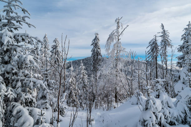 Winter mountain scenery with trees, snow, hill on the background and mostly cloudy sky Winter mountain scenery with trees, snow, hill on the background and mostly cloudy sky - Nad Krsli hill and Maly Polom hill on the background in Moravskoslezske Beskydy mountains in Czech republic moravian silesian beskids photos stock pictures, royalty-free photos & images