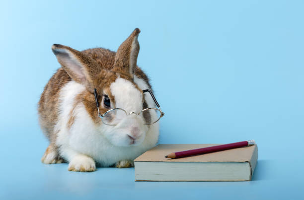 Bunny with glasses and book on blue background. Education concept.