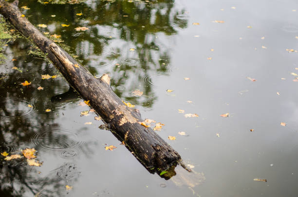 The tree floats in the river on a rainy autumn day