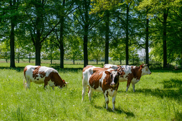 Ukraine, Romny, July 21, 2022: Herd of cows grazing in a green meadow near the forest. Rural scene with farmer walking among the animals