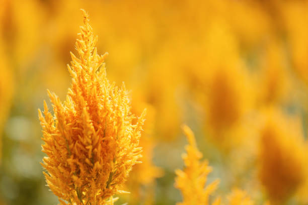 Summer flowerbed with colorful Celosia flowers.
