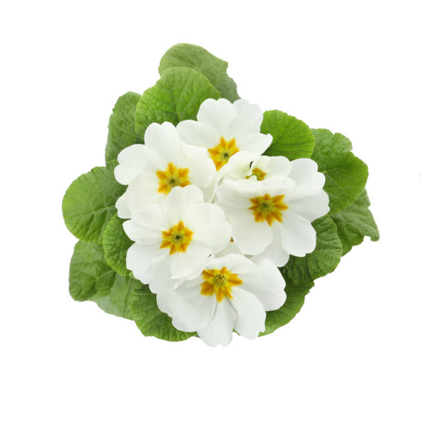 Primula (primrose) plant with beautiful flowers on white background, top view. Spring blossom