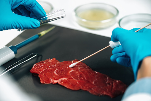 Food safety inspector sampling red meat surfaces with cotton swab searching for the presence of pathogens