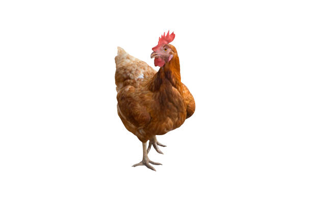 istock Brown chicken isolated on white background - Clipping path 1308793645