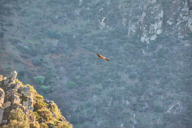 istock Bird flying near a rocky cliff with a river. 1308793807