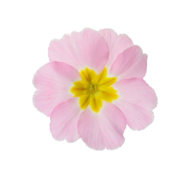 istock Beautiful pink primula (primrose) flower isolated on white. Spring blossom 1308795159