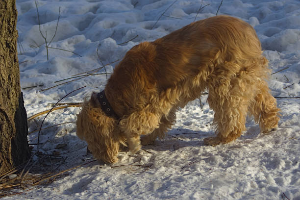 istock dog on a walk in a forest park on a spring morning 1308795914